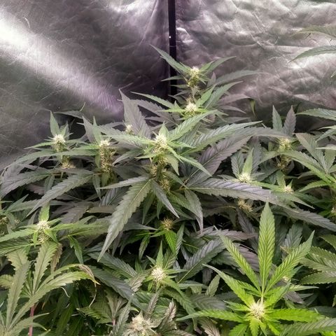 Mandarin Zkitt No.1 growlog timeline photo