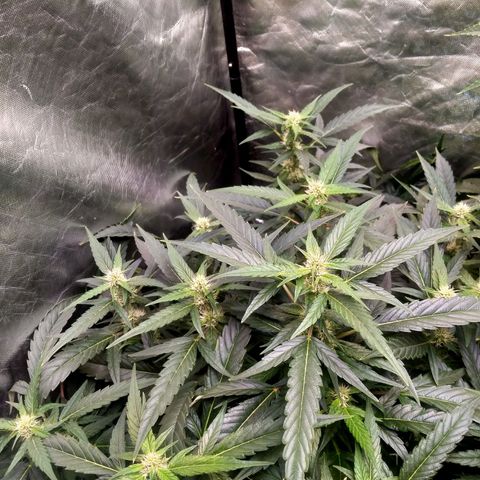 Mandarin Zkitt No.2 growlog timeline photo