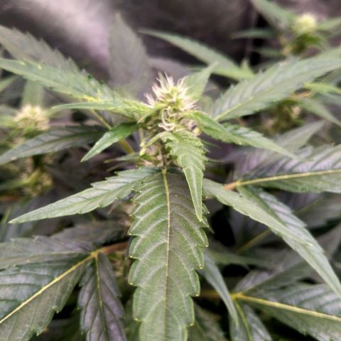 Mandarin Zkitt No.2 growlog timeline photo