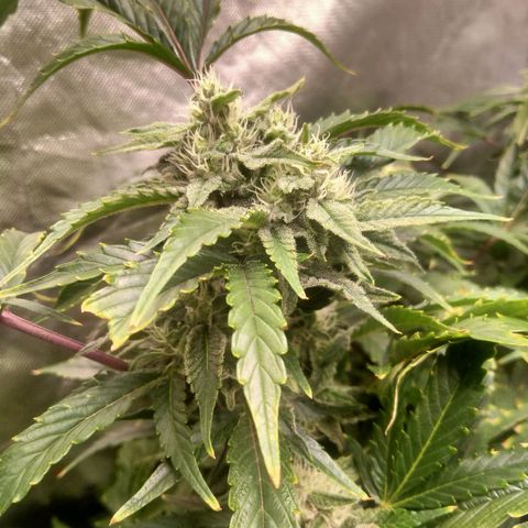 Mandarin Zkitt No.1 growlog timeline photo