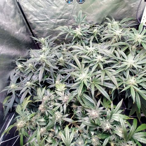 Mandarin Zkitt No.1 growlog timeline photo
