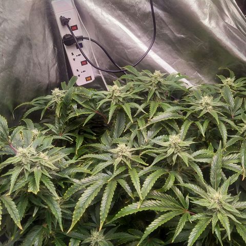 Mandarin Zkitt No.1 growlog timeline photo