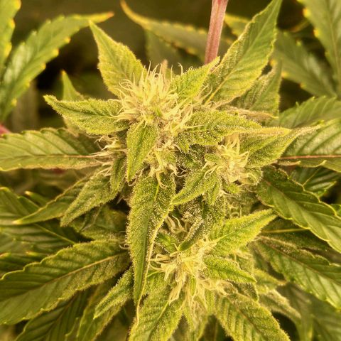 Mandarin Zkitt No.1 growlog timeline photo