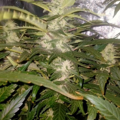 Mandarin Zkitt No.2 growlog timeline photo