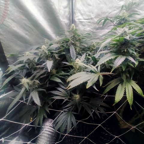 Mandarin Zkitt No.1 growlog timeline photo