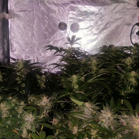 Mandarin Zkitt No.1 growlog timeline photo