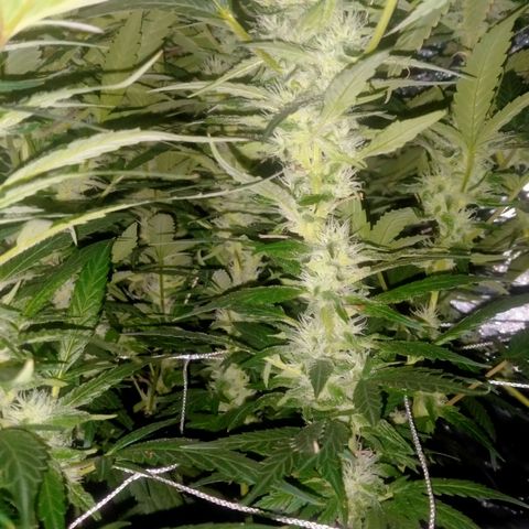 Mandarin Zkitt No.2 growlog timeline photo
