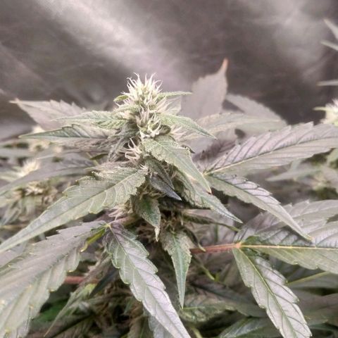 Mandarin Zkitt No.2 growlog timeline photo