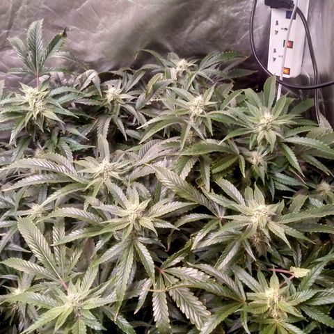 Mandarin Zkitt No.2 growlog timeline photo