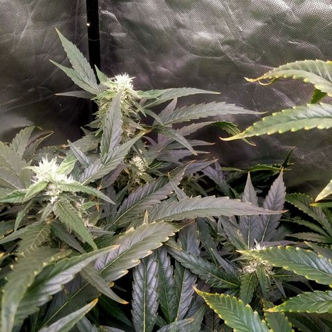 Mandarin Zkitt No.2 growlog timeline photo