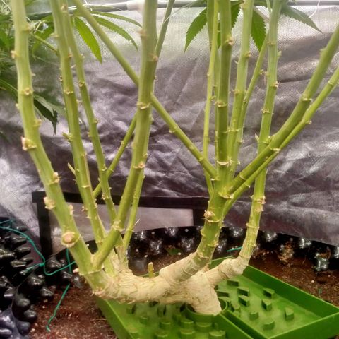 Mandarin Zkitt No.1 growlog timeline photo
