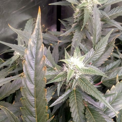 Mandarin Zkitt No.2 growlog timeline photo