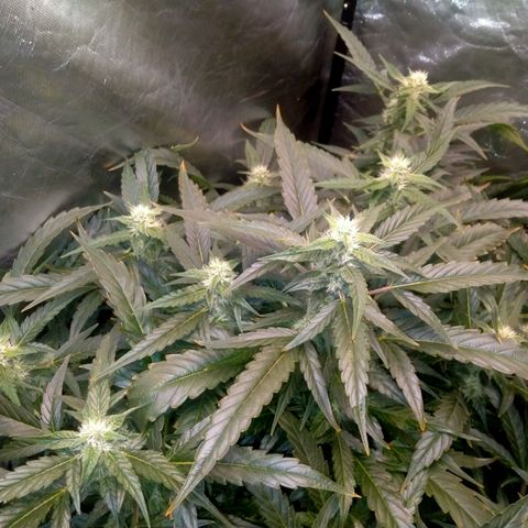 Mandarin Zkitt No.2 growlog timeline photo