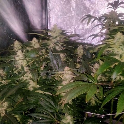 Mandarin Zkitt No.2 growlog timeline photo