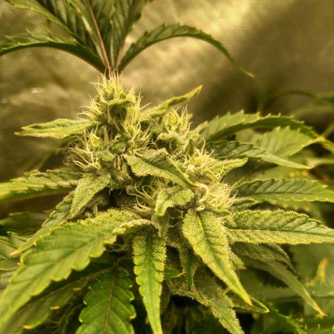 Mandarin Zkitt No.1 growlog timeline photo