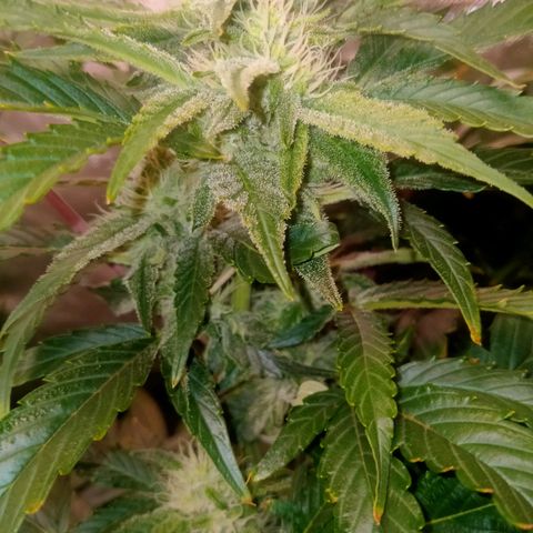 Mandarin Zkitt No.2 growlog timeline photo