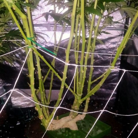 Mandarin Zkitt No.1 growlog timeline photo
