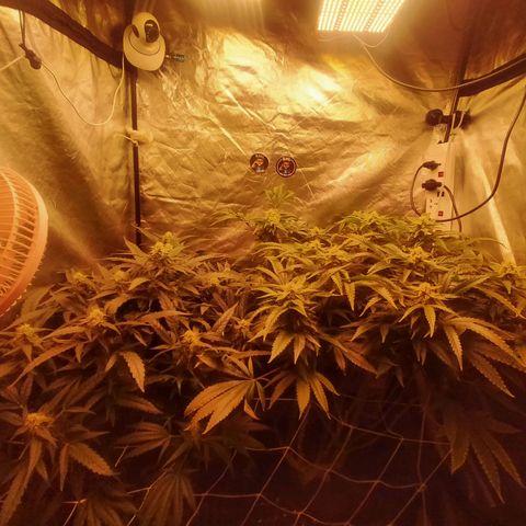 Mandarin Zkitt No.1 growlog timeline photo