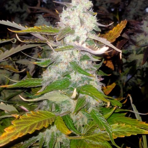 Mandarin Zkitt No.2 growlog timeline photo