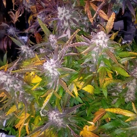 Mandarin Zkitt No.2 growlog timeline photo