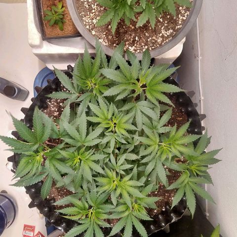 Grape Diamond Etos growlog timeline photo