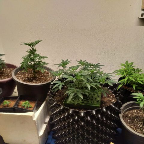 Grape Diamond Etos growlog timeline photo
