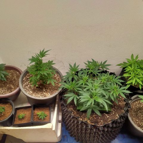 Grape Diamond Etos growlog timeline photo