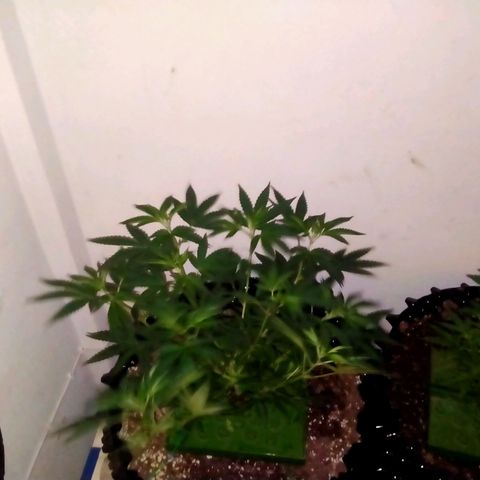 Grape Diamond Etos growlog timeline photo