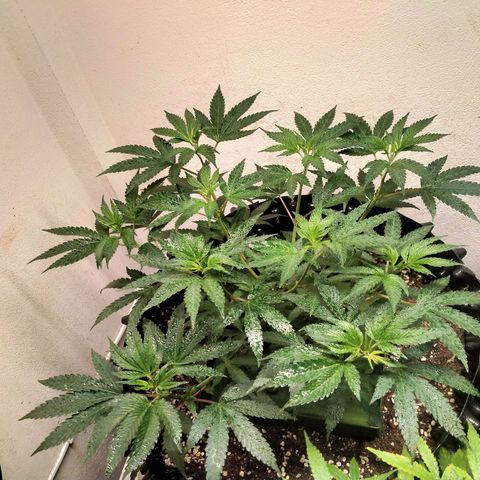 Grape Diamond Etos growlog timeline photo