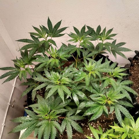 Grape Diamond Etos growlog timeline photo