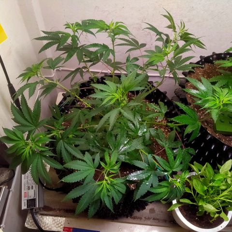 Grape Diamond Etos growlog timeline photo