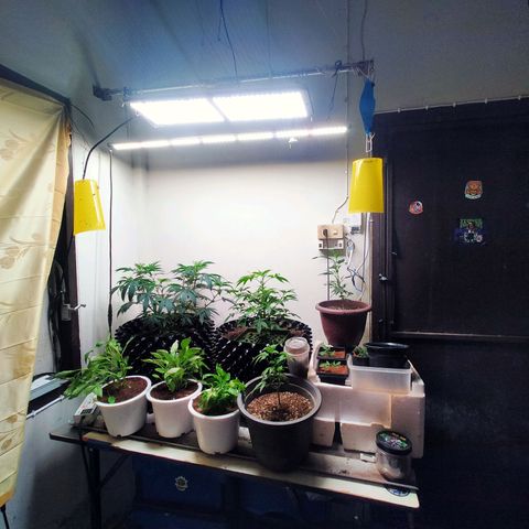 Grape Diamond Etos growlog timeline photo