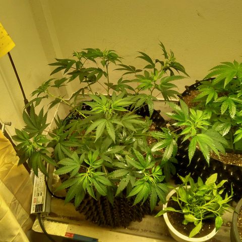 Grape Diamond Etos growlog timeline photo