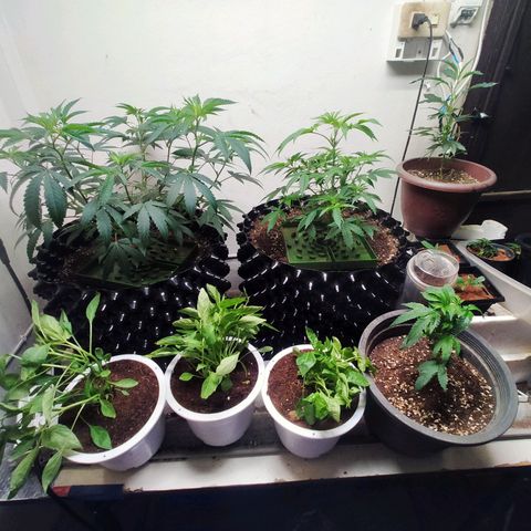 Grape Diamond Etos growlog timeline photo