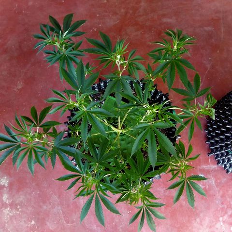 Grape Diamond Etos growlog timeline photo