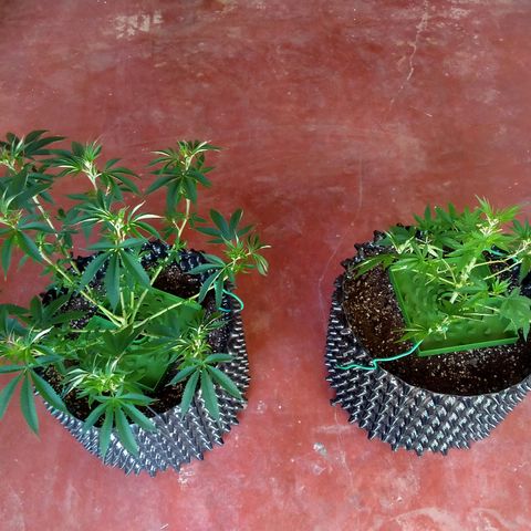 Grape Diamond Etos growlog timeline photo