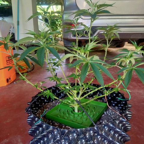 Grape Diamond Etos growlog timeline photo