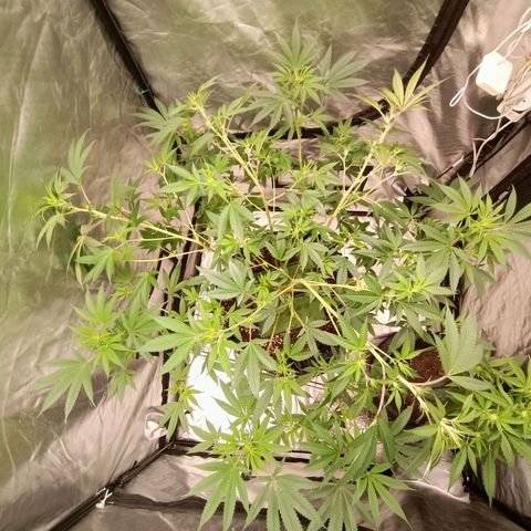 Grape Diamond Etos growlog timeline photo
