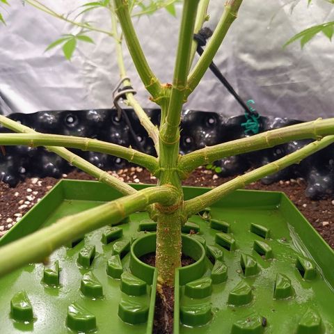 Grape Diamond Etos growlog timeline photo