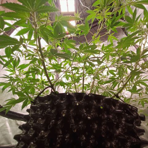 Grape Diamond Etos growlog timeline photo