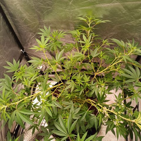 Grape Diamond Etos growlog timeline photo