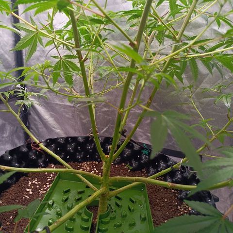 Grape Diamond Etos growlog timeline photo