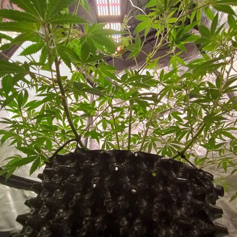 Grape Diamond Etos growlog timeline photo