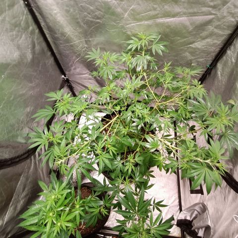 Grape Diamond Etos growlog timeline photo