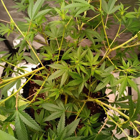 Grape Diamond Etos growlog timeline photo