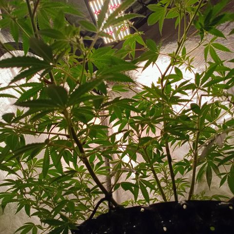 Grape Diamond Etos growlog timeline photo
