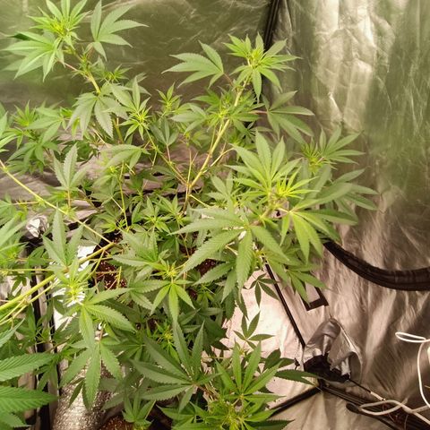 Grape Diamond Etos growlog timeline photo
