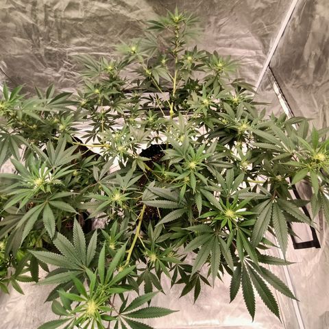 Grape Diamond Etos growlog timeline photo