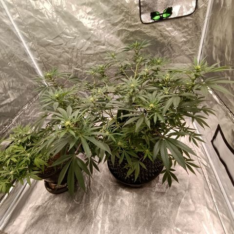 Grape Diamond Etos growlog timeline photo