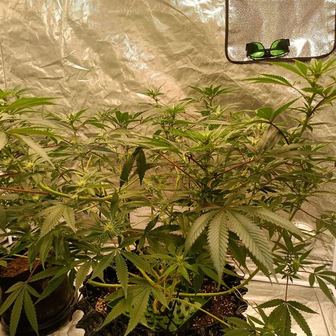 Grape Diamond Etos growlog timeline photo